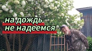 На дождь не надеемся. Красота калины, хост. Первые ирисы. 23.05.2026