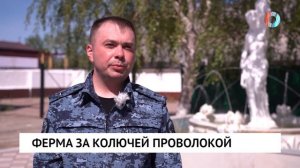 Колония