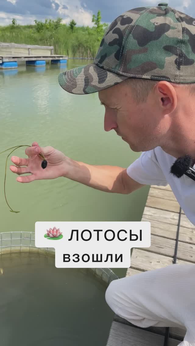 Семена лотоса взошли, но не приживаются
