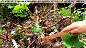 Прививка  винограда толстым черенком или когда нельзя, но очень хочется- то можно. Пузенко Наталья