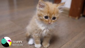 Котята прекраснее, чем когда-либо, она играет и любит свою кошку-мать.