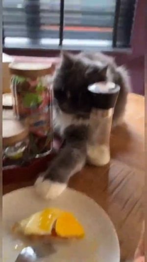 СМЕШНЫЕ КОТЫ 😺 2026 ЛУЧШИЕ ПРИКОЛЫ С КОТАМИ ,КОШКАМИ ,ЖИВОТНЫЕ,СМЕШНЫЕ ВИДЕО