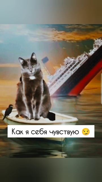Добби свободен 👌☺️