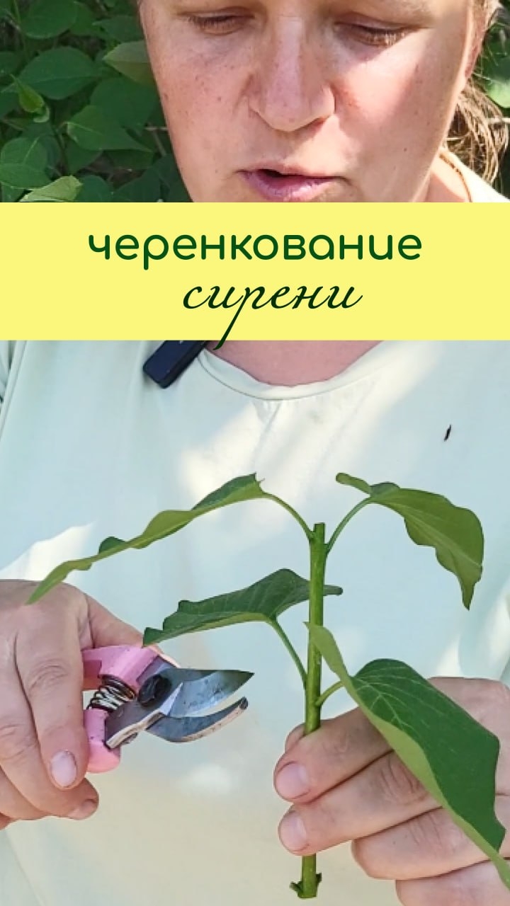 Черенкование СИРЕНИ