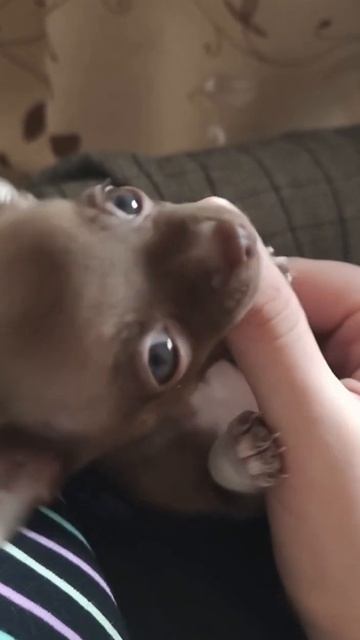 Puppy play with my hand #funny, #funnyvideo, #dogs, #chihuahua #собака #чихуахуа смотреть онлайн