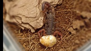 Кормление пауков и скорпионов.