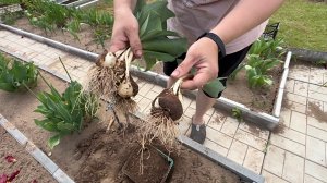 24 мая. ЭКСПЕРИМЕНТ. Так никто не делает🫣. Однолетники. Заколотили грядку