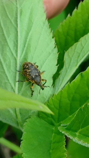 Ларин долгоносик (Larinus turbinatus) смотреть онлайн