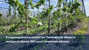 В садоводческом хозяйстве Тамбовской области высадили более 100 тысяч саженцев яблони