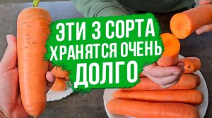 Эти ТРИ СОРТА МОРКОВИ идеальны для долгого хранения!