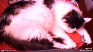 Мариуполь 🐈🐈🐈🐈💻☔