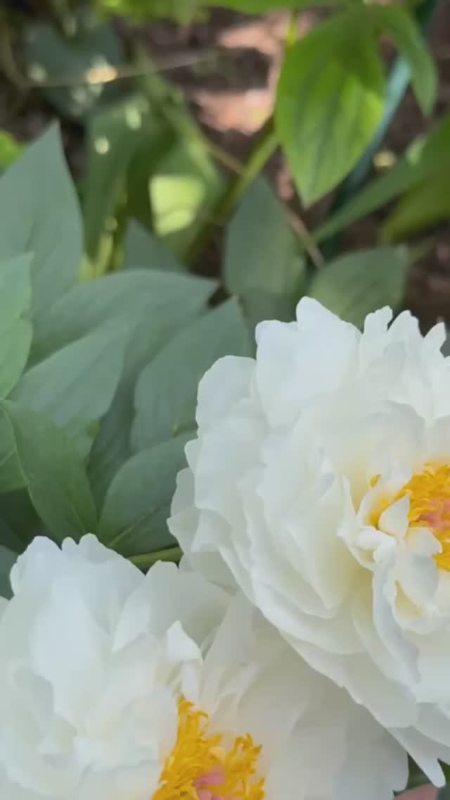 Петит Порцелейн🕊️пион🌿 смотреть онлайн