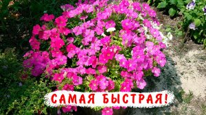 Очень быстро растущие петунии! Победитель сезона по скорости роста. Петунии серии Пендолино