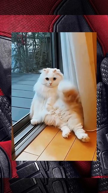 Кото-птицы сделали мой день 😼🫶😎🫶🪽
