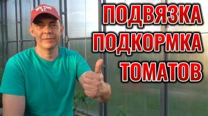 Томаты без вершинной гнили: простая подвязка и подкормка, о которых мало кто знает 🍅