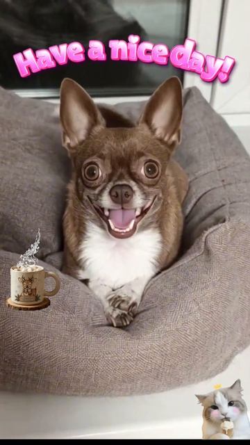 Have a nice day #chihuahuafanclub #chihuahua #niceday смотреть онлайн