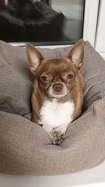 Разговор о Поведении #chihuahua #chihuahuafanclub #dogs смотреть онлайн