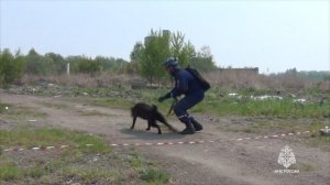 В Хабаровском крае завершилась аттестация кинологических расчетов МЧС России из регионов ДФО
