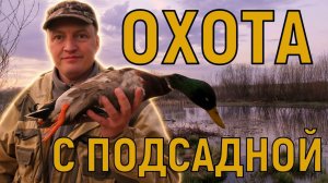 Охота на селезня с подсадной уткой