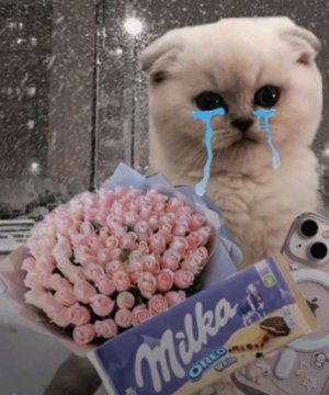 кот