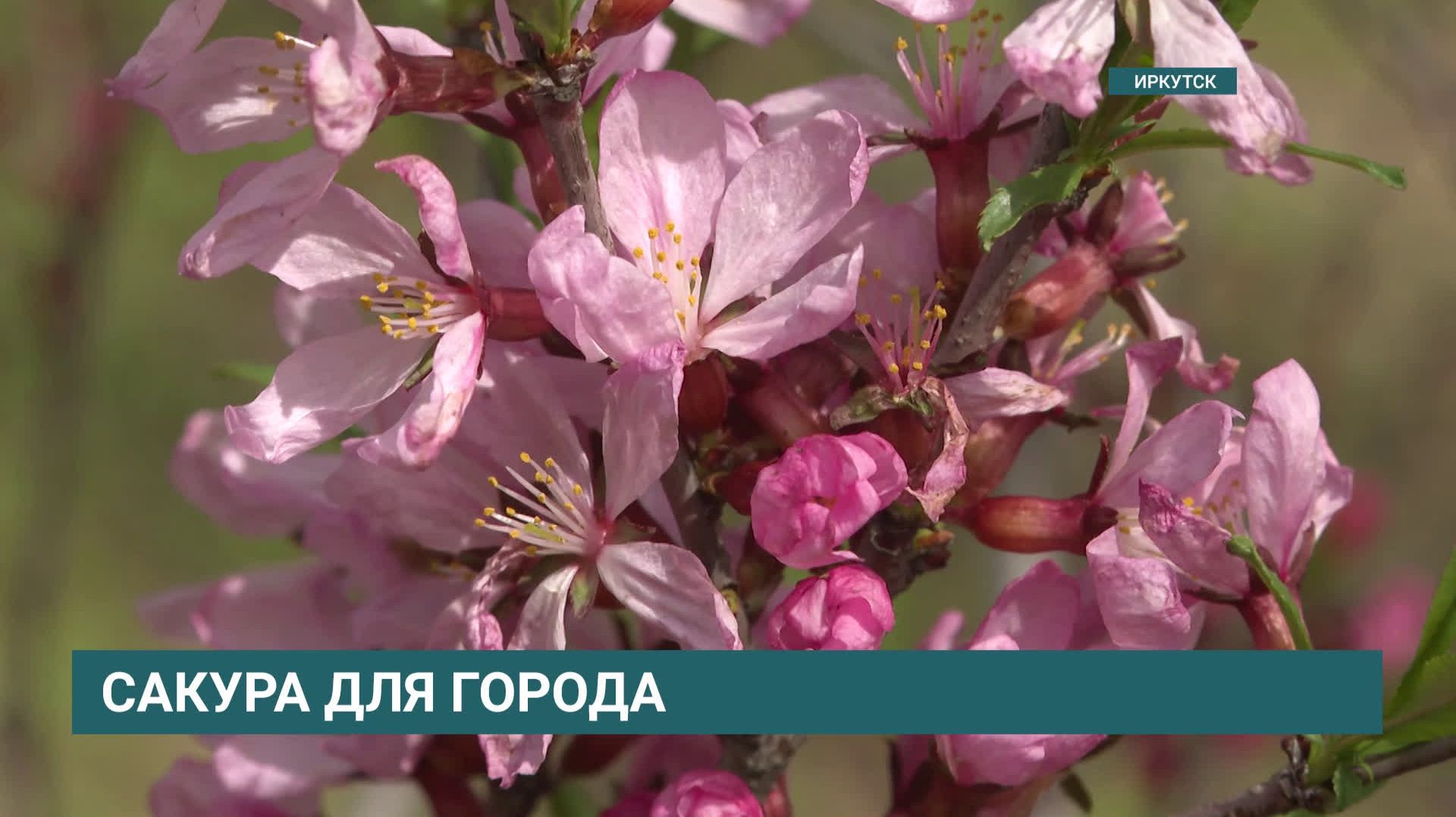 Аллея сакуры появилась в Иркутске смотреть онлайн