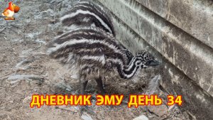 Дневник страусят Эму день 34