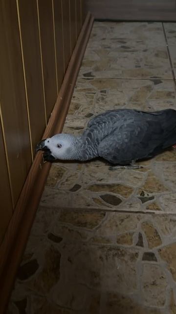 26-05-2026. Попугай 🦜 Жако осваивается к домашней обстановке. смотреть онлайн