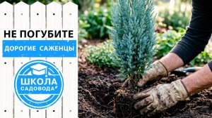 Ошибки при посадке можжевельника! Как не погубить дорогие саженцы?