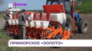 На полях Уссурийского округа тестируют новый сорт сои отечественной селекции