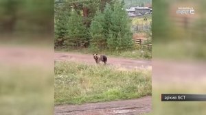 Медведи наведались в посёлок Зяба и деревню Куватка Братского района