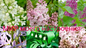24.05.26 Дача.Сирень цветет.Крушина ломкая.Новый пион.
