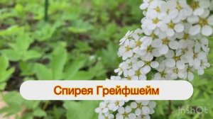 Сад просыпается, середина мая.