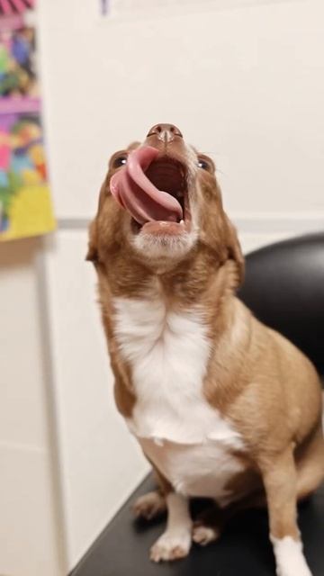 Dogs Going CRAZY With Tongue Wags смотреть онлайн