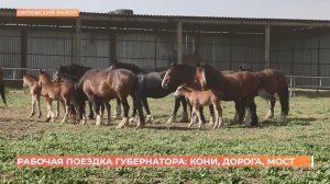 Губернатор побывал на крупнейшей в России ферме по разведению лошадей-тяжеловозов