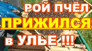 РОЙ ПЧЁЛ ПРИЖИЛСЯ в УЛЬЕ ! Прошло 6 дней после посадки роя в улей !