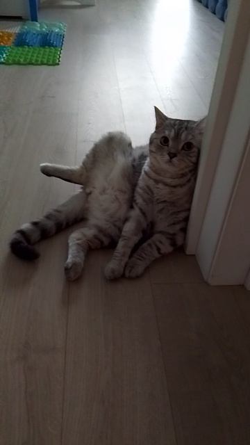 шортс поза кота