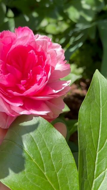 Ирис Копатоник✨Пион Роуз Хат🌺 смотреть онлайн
