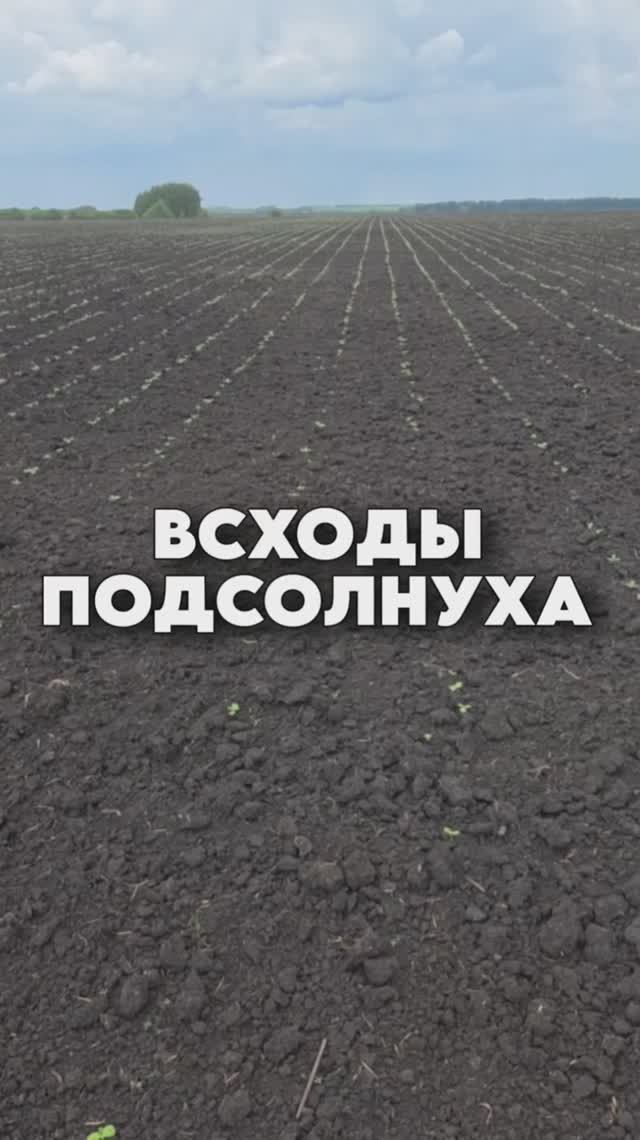 Подсолнечник уже начал всходить #AUM #YogaFerma #сельскоехозяйство #подсолнечник #ферма #поле
