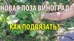 Как подвязать новую лозу винограда аккуратно и надежно
