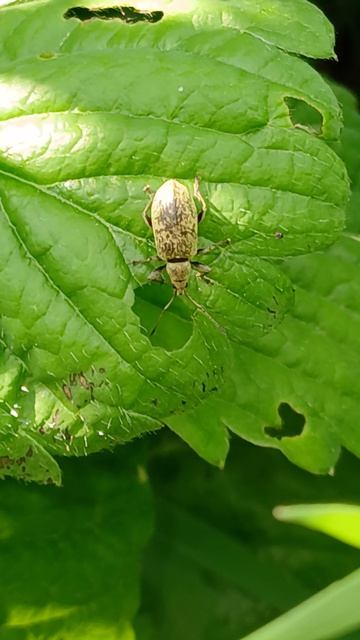 Листовой рябой долгоносик (Polydrusus cervinus) — вид долгоносиков-скосарей из подсемейства Entimina смотреть онлайн