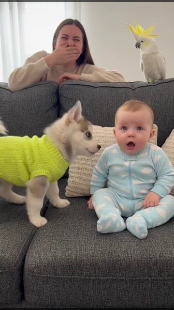 Смешные домашние животные