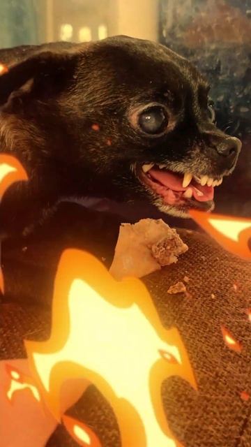 Sweet Bone React #chihuahua #chihuahuafanclub смотреть онлайн