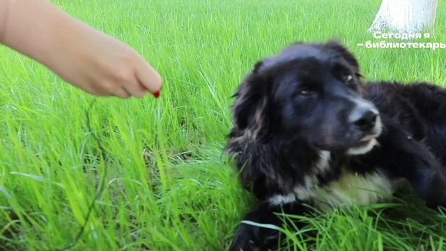 Как пройти в библиотеку, акция Сегодня я - библиотекарь смотреть онлайн