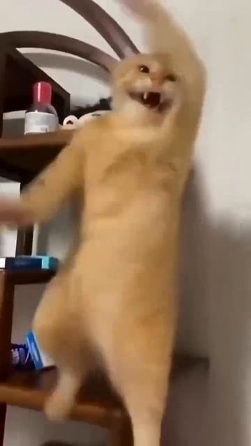 котики