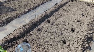 Сибирь. Высадили томаты 🍅 в открытый грунт. 23-24 мая.
