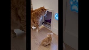 Видео_2