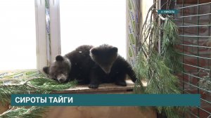 Четверо медвежат-сирот обрели временный дом в зоопарке под Иркутском