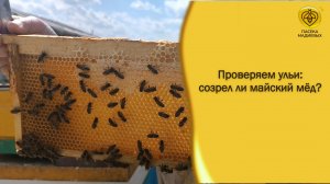 Майский мёд: сколько в ульях и когда качать?