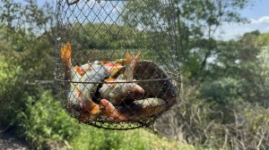 РЫБАЛКА ПО ОКУНЮ НА БОКОВОЙ КИВОК В МАЕ!