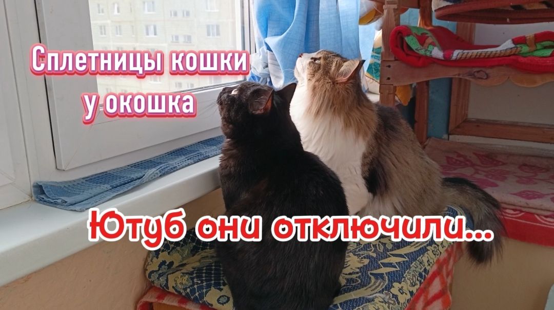ЮТУБ они отключили...